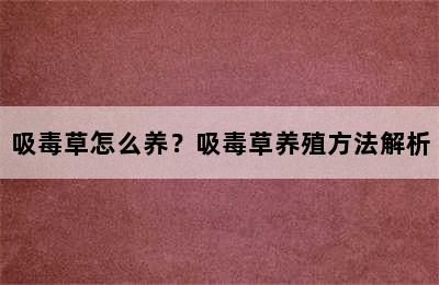 吸毒草怎么养？吸毒草养殖方法解析