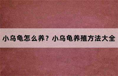 小乌龟怎么养？小乌龟养殖方法大全