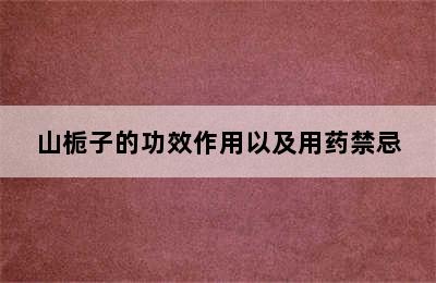 山栀子的功效作用以及用药禁忌