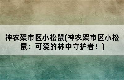 神农架市区小松鼠(神农架市区小松鼠：可爱的林中守护者！)