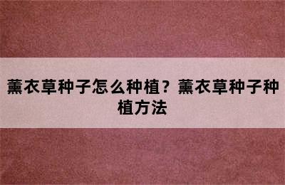 薰衣草种子怎么种植？薰衣草种子种植方法