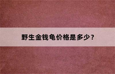 野生金钱龟价格是多少？